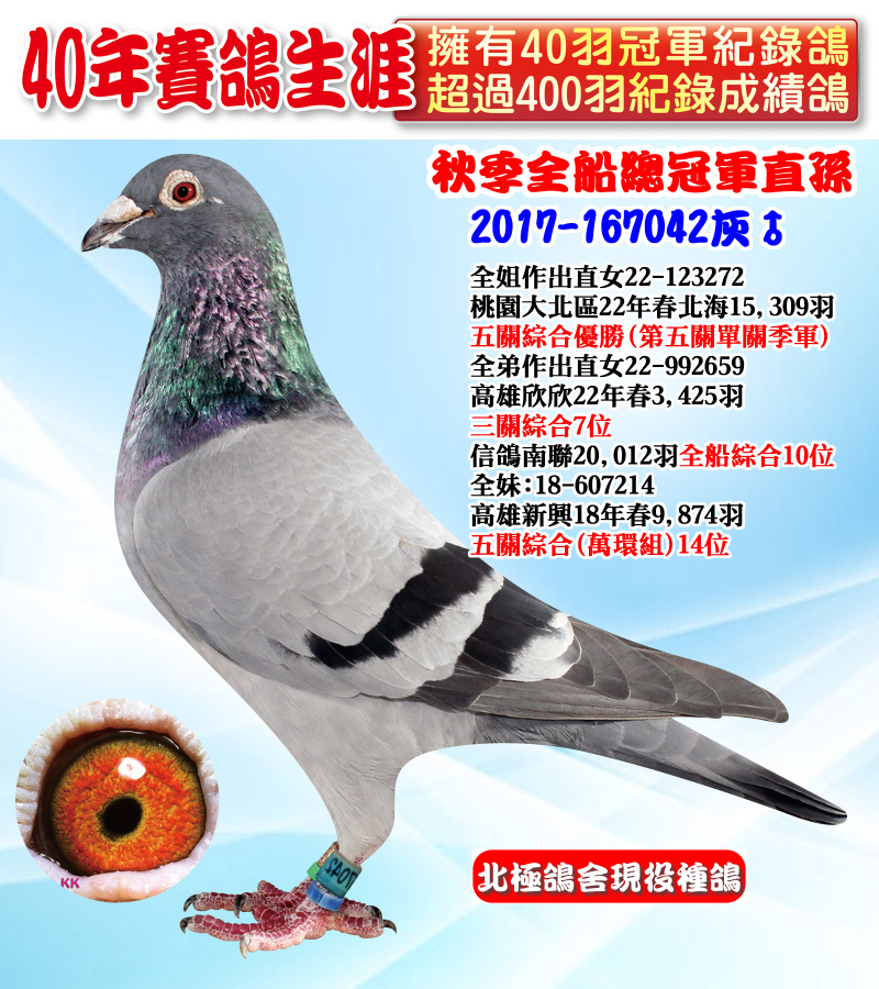 秋季全船總冠軍直孫 2017-167042灰♂