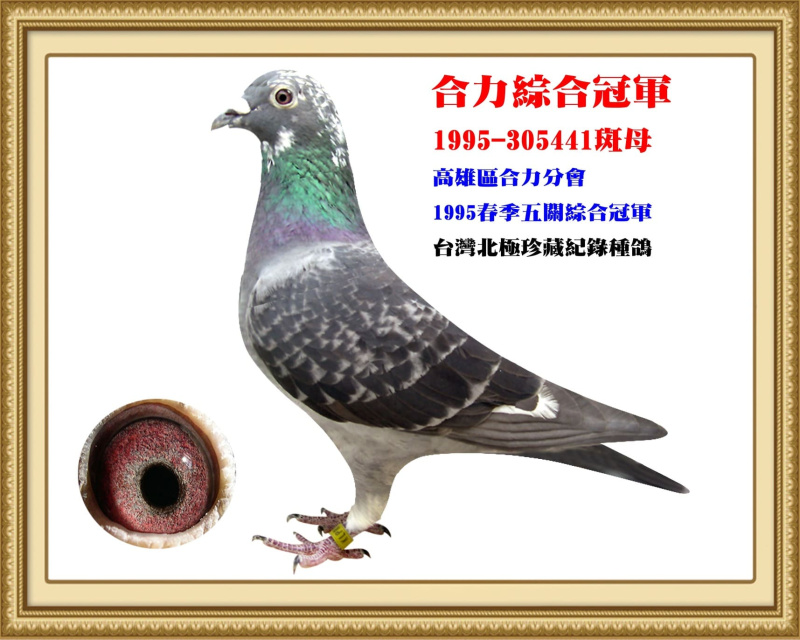 合力綜合冠軍 1995-305441斑母