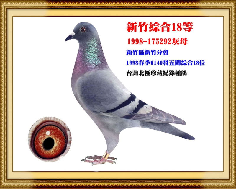 新竹綜合18等 1998-175292灰母