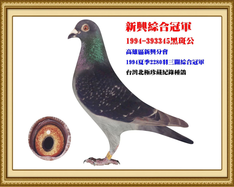 新興綜合冠軍 1994-393345黑斑公