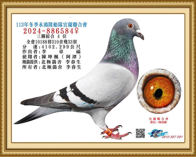 2024年冬季北海宜蘭聯合會10,197羽三關綜合殿軍 2024-886584灰♀