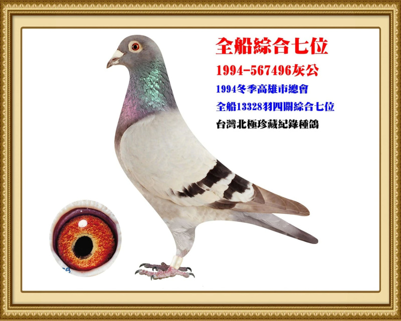 全船綜合七位 1994-567496灰公