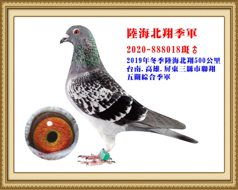陸海北翔季軍 2020-888018斑公