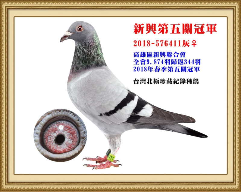 新興第五關冠軍 2018-576411灰母