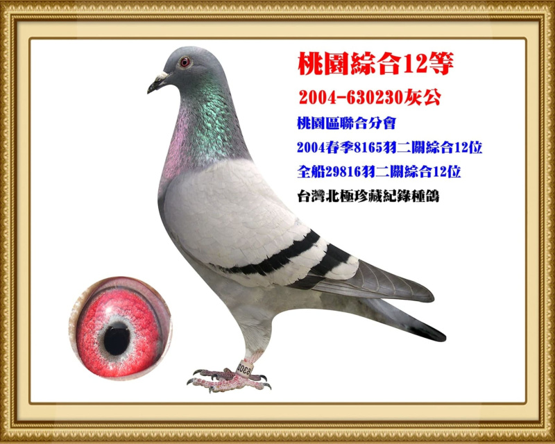 桃園綜合12等 2004-630230灰公