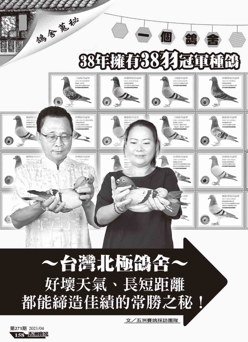 38年擁有38羽冠軍種鴿-五洲