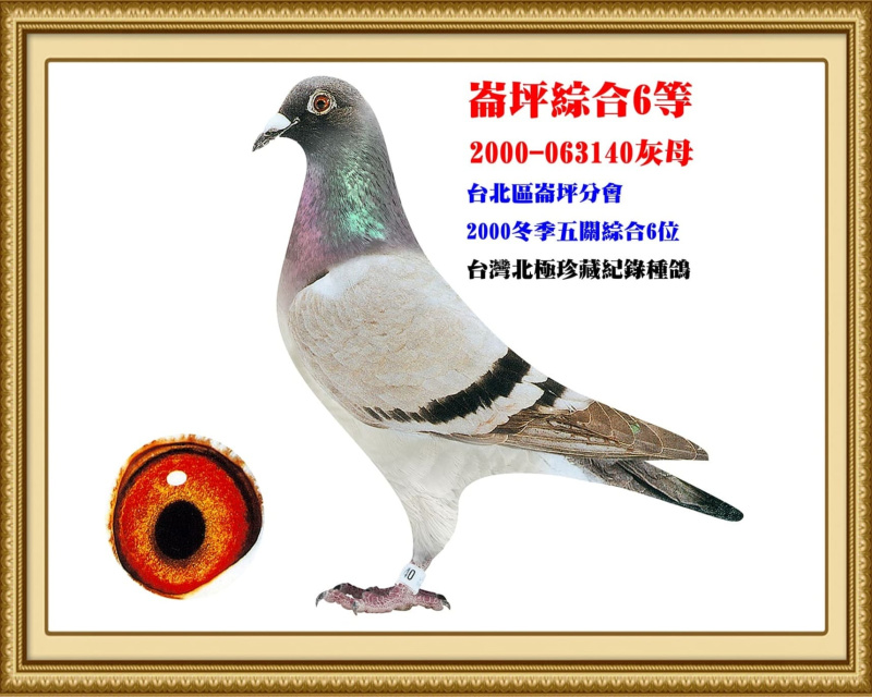 崙坪綜合6等 2000-063140灰母