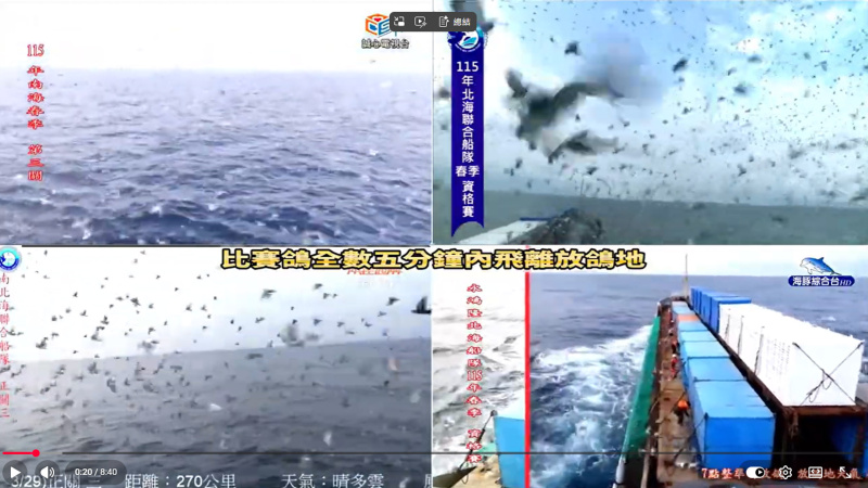 2026年3月29日春季競翔【北海資格賽】【南海第三關】上午7:00放鴿