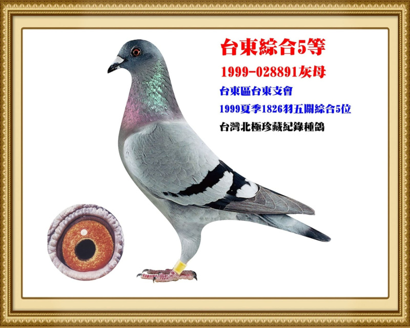 台東綜合5等 1999-028891灰母
