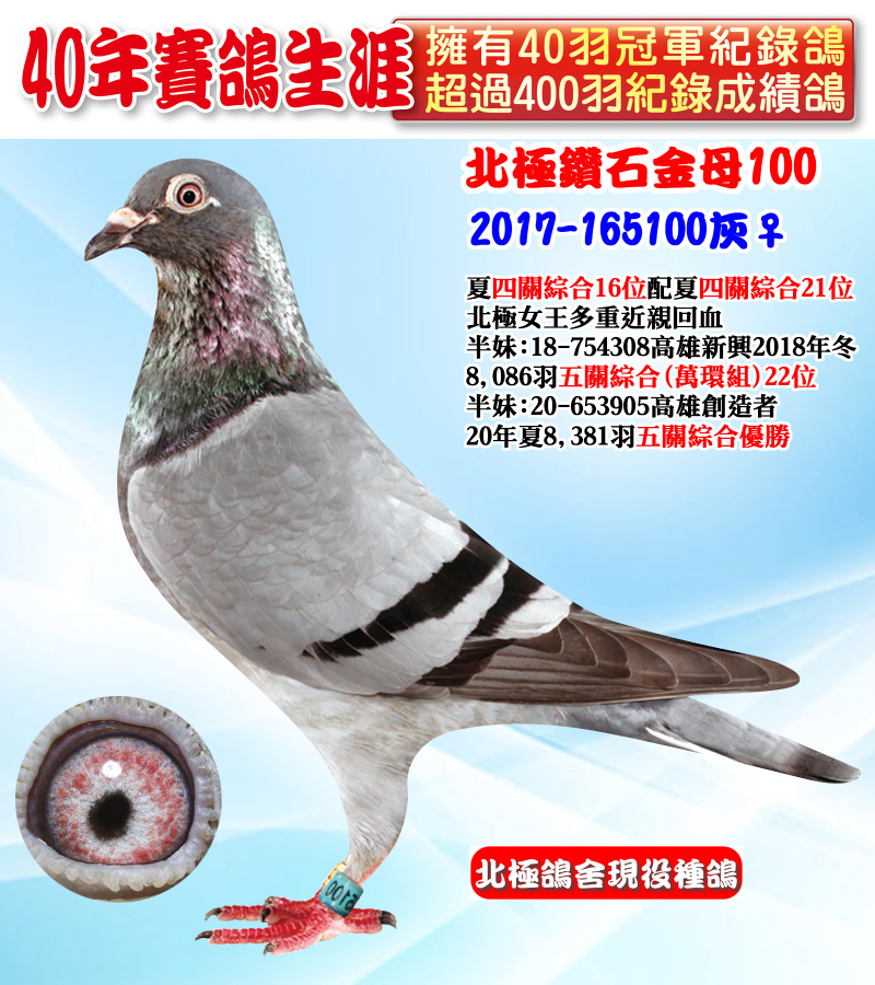 北極鑽石金母100 2017-165100灰♀