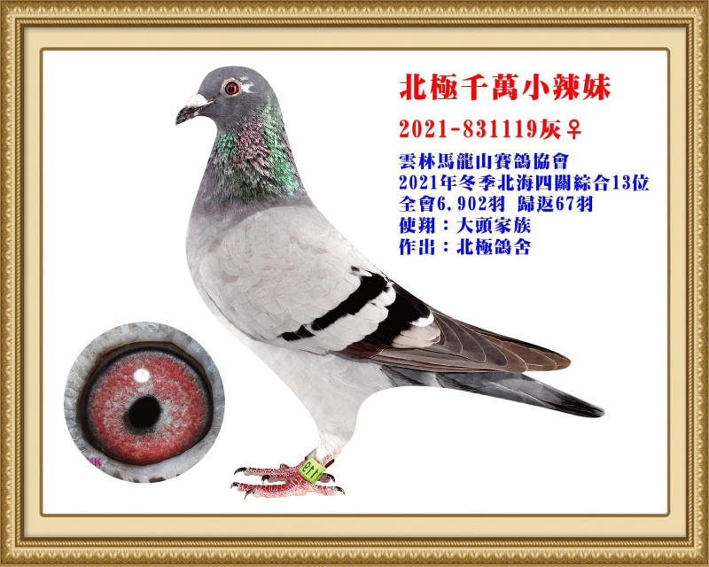 北極千萬小辣妹 2021-831119灰母