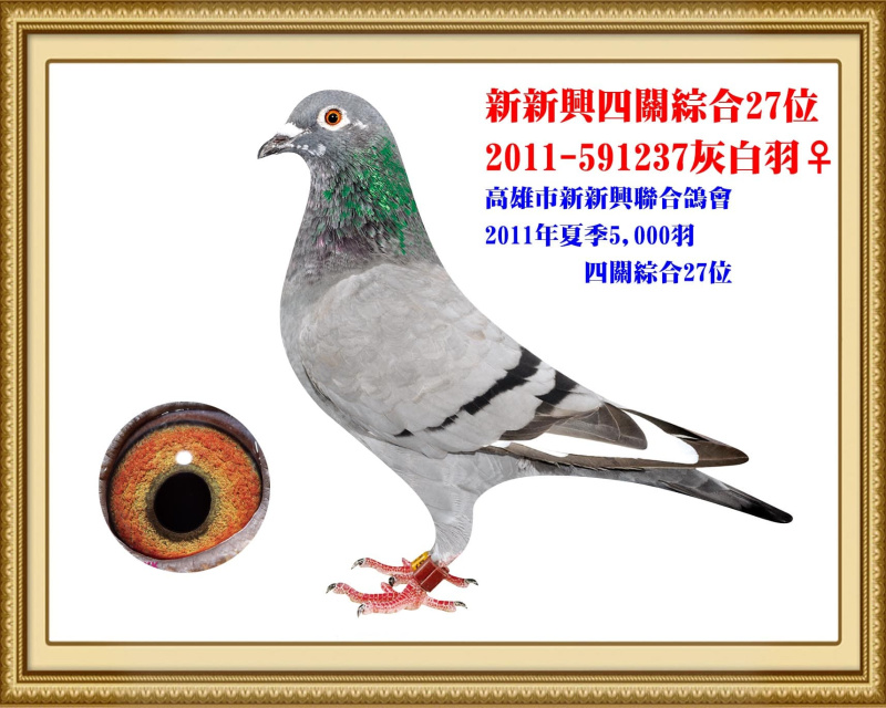 新新興四關綜合27位 2011-591237灰白羽母