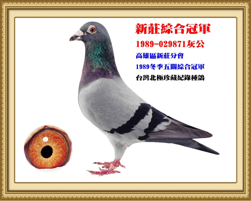 新莊綜合冠軍 1989-029871灰公