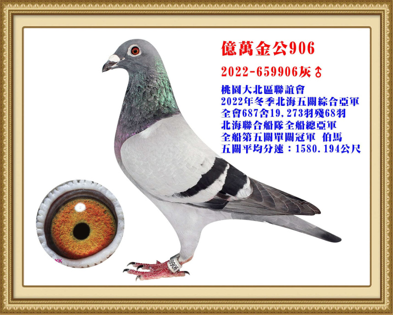 億萬金公906 2022-659906灰公