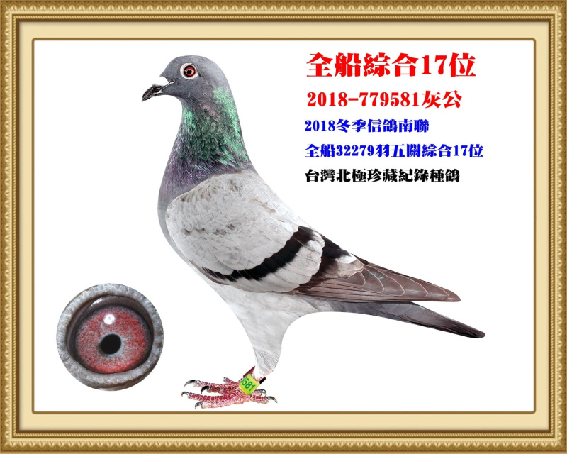 全船綜合17位 2018-779581灰公