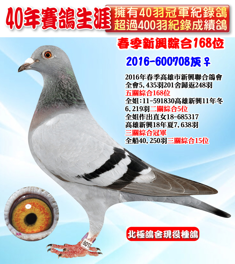 春季新興綜合168位 2016-600708灰♀