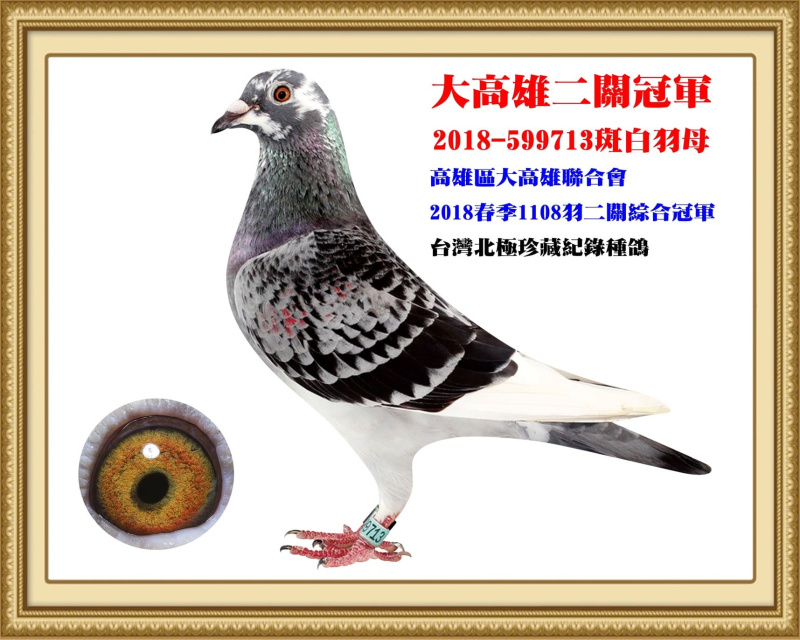 大高雄二關冠軍 2018-599713斑白羽母