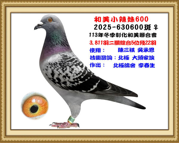 2024年冬季彰化和美北海二關綜合5位 2025-630600斑♀