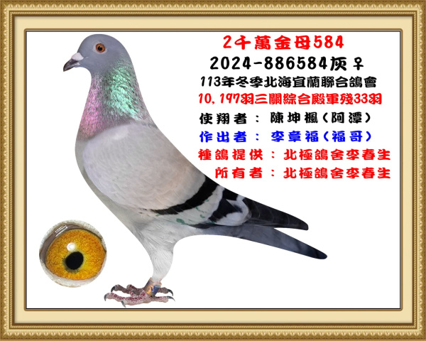 2024年冬季北海宜蘭聯合會10,197羽三關綜合殿軍 2024-886584灰♀
