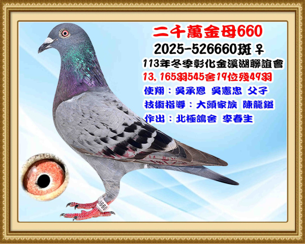 2024年冬季彰化金溪湖13,165羽545舍綜合19位 2025-522660斑♀ 2024年冬季彰化金溪湖13,165羽545舍綜合19位 2025-522660斑♀