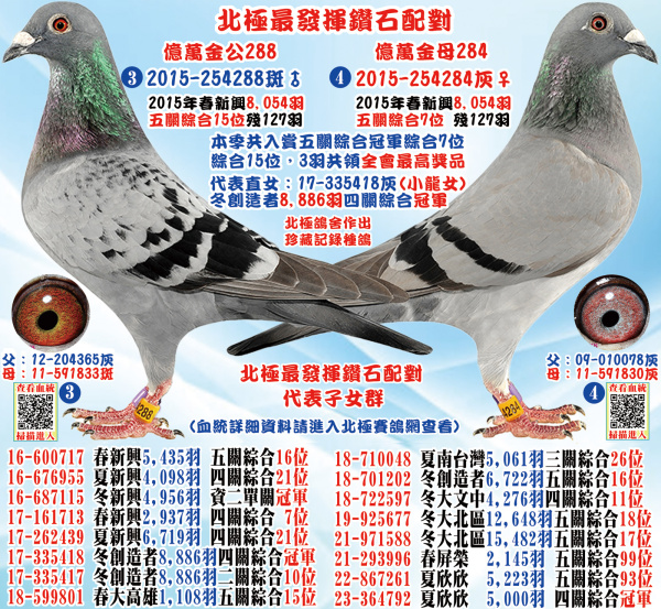 北極最發揮鑽石配對 億萬金公288 億萬金母284