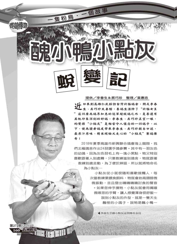 傳奇金母[小點灰]-五洲賽鴿272期小點灰專訪