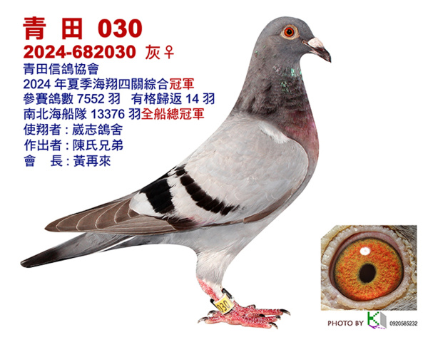 2024年南海夏季屏東青田信鴿協會四關綜合入賞鴿照-資料出處:Taiwan KK賽鴿網