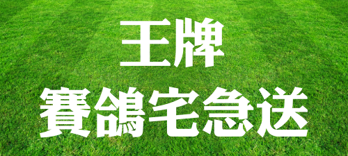 賽鴿宅急送