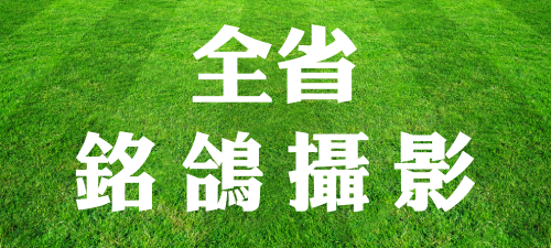 全省銘鴿攝影